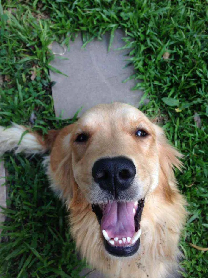 Cachorro ra a Golden retriver idade 4 anos nome Meg