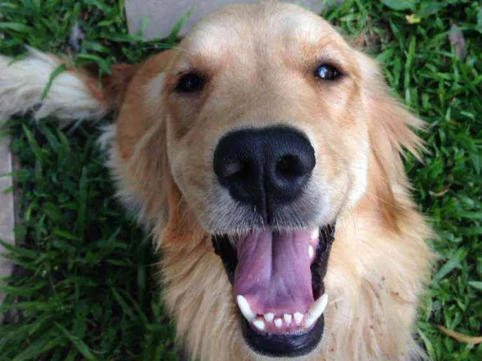 Cachorro ra a Golden retriver idade 4 anos nome Meg