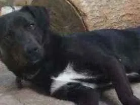 Cachorro ra a não sei idade 7 a 11 meses nome scubi