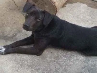 Cachorro ra a não sei idade 7 a 11 meses nome scubi