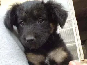 Cachorro raça Srd idade Abaixo de 2 meses nome Bia