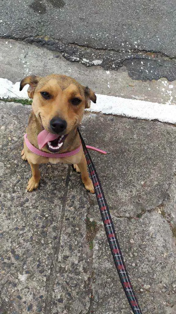 Cachorro ra a Srd idade 7 a 11 meses nome Kiara