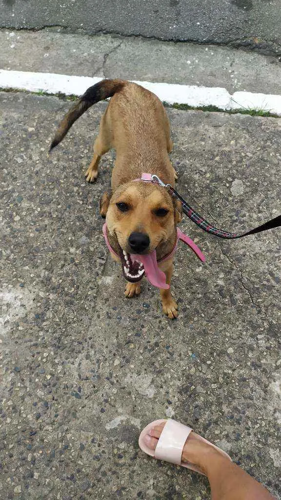 Cachorro ra a Srd idade 7 a 11 meses nome Kiara
