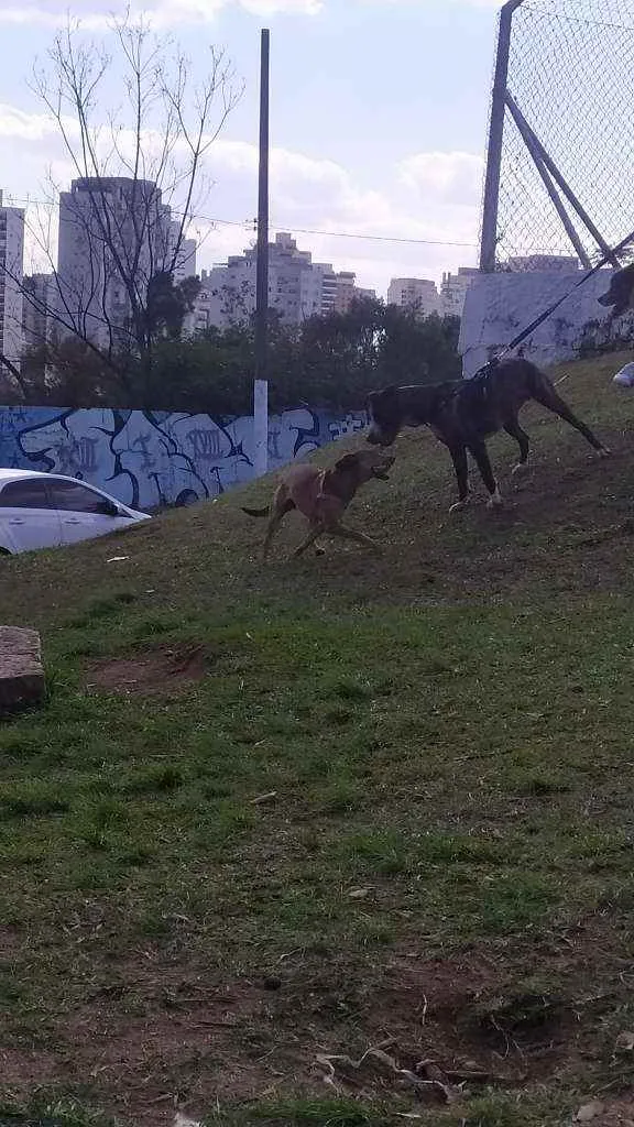 Cachorro ra a Srd idade 7 a 11 meses nome Kiara