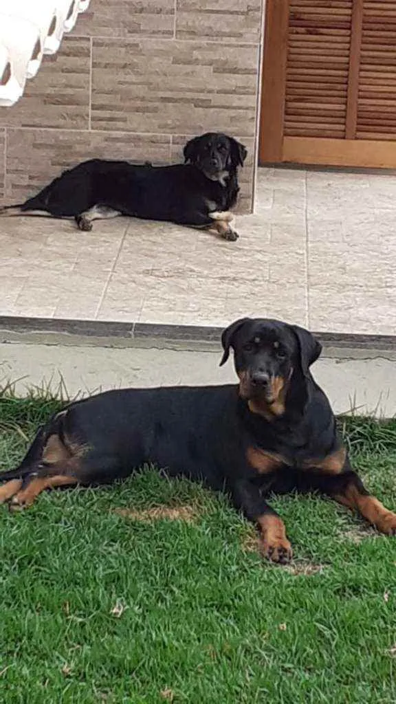 Cachorro raça rotwailler idade 1 ano nome Zara