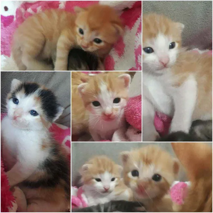 Gato ra a Sem pedigri idade 2 a 6 meses nome Filhotes