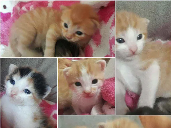 Gato ra a Sem pedigri idade 2 a 6 meses nome Filhotes
