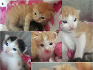 Gato raça Sem pedigri idade 2 a 6 meses nome Filhotes
