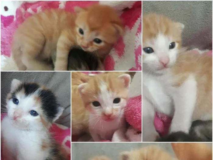 Gato ra a Sem pedigri idade 2 a 6 meses nome Filhotes