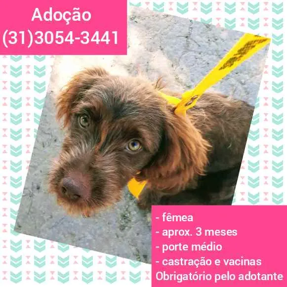 Cachorro raça SRD idade 2 a 6 meses nome Cacau