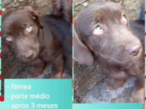 Cachorro raça SRD idade 2 a 6 meses nome Mel