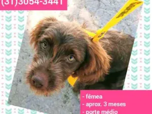 Cachorro raça SRD idade 2 a 6 meses nome Cacau