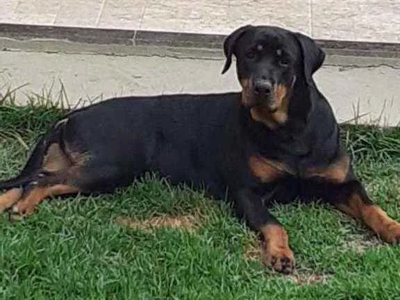 Cachorro raça rotwailler idade 1 ano nome Zara