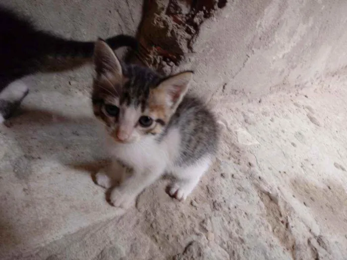 Gato raça Srd idade Abaixo de 2 meses nome Laurinha