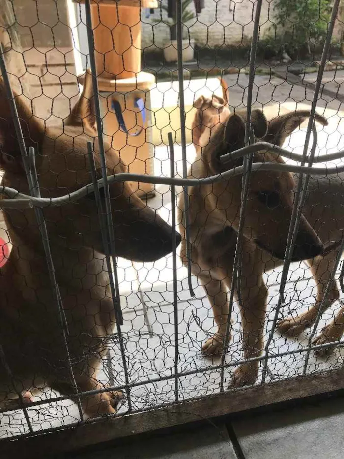 Cachorro ra a sem raça  idade 7 a 11 meses nome Bidu e Sapeca 