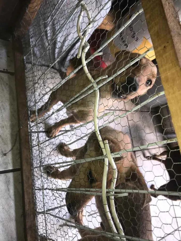 Cachorro ra a sem raça  idade 7 a 11 meses nome Bidu e Sapeca 