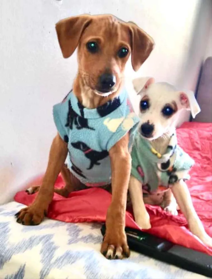 Cachorro ra a Mestiços  idade 2 a 6 meses nome Luke e Luna 