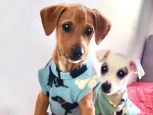 Cachorro raça Mestiços  idade 2 a 6 meses nome Luke e Luna 