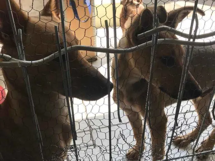 Cachorro ra a sem raça  idade 7 a 11 meses nome Bidu e Sapeca 