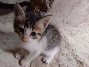 Gato raça Srd idade Abaixo de 2 meses nome Laurinha