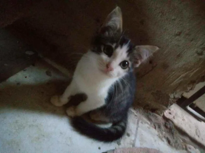 Gato raça Srd idade 2 a 6 meses nome Sem nome