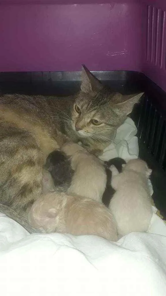 Gato raça Viralata idade  nome Nao tem nome