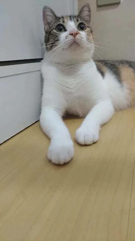 Gato ra a SRD  idade 1 ano nome NALA