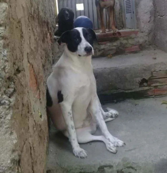 Cachorro ra a  idade 2 anos nome LILICA