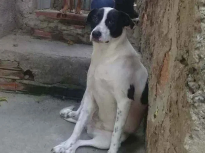 Cachorro ra a  idade 2 anos nome LILICA