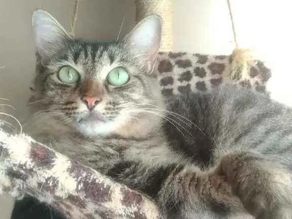 Gato ra a SRD  idade 2 anos nome TAYGA