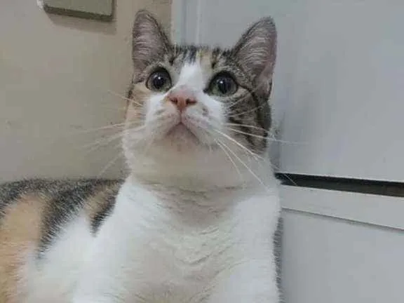 Gato ra a SRD  idade 1 ano nome NALA