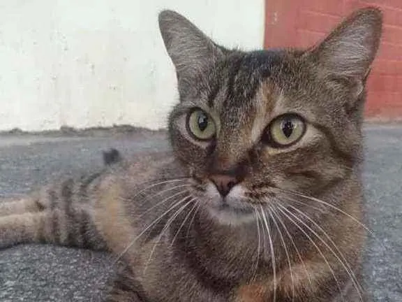 Gato ra a SRD  idade 3 anos nome JULLY