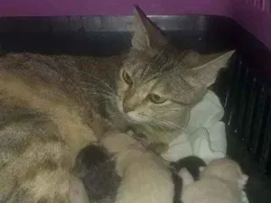 Gato raça Viralata idade  nome Nao tem nome