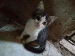 Gato raça Srd idade 2 a 6 meses nome Sem nome