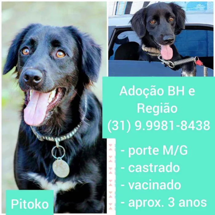 Cachorro raça SRD idade 3 anos nome Pitoko