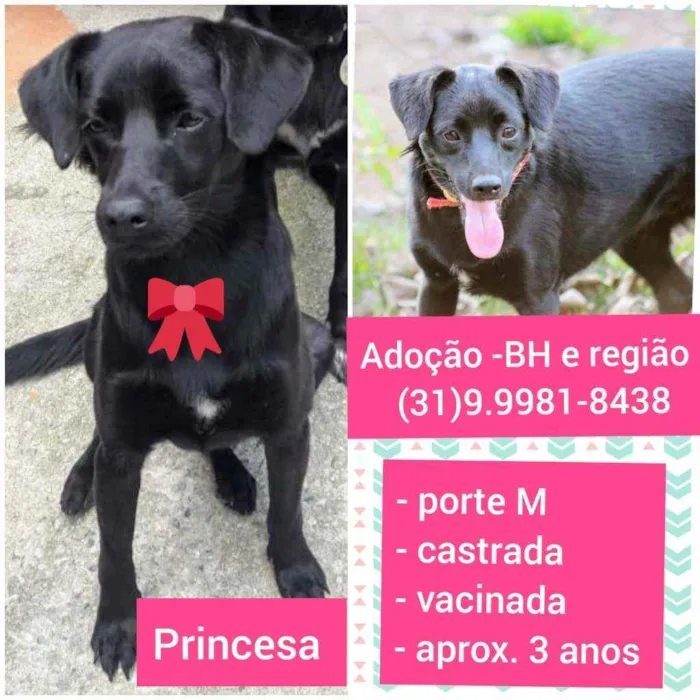 Cachorro raça SRD idade 3 anos nome Princesa