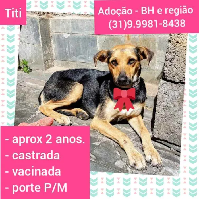 Cachorro raça SRD idade 2 anos nome Titi