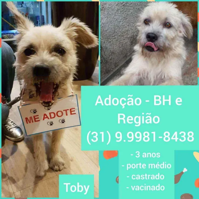 Cachorro raça SRD idade 3 anos nome Toby