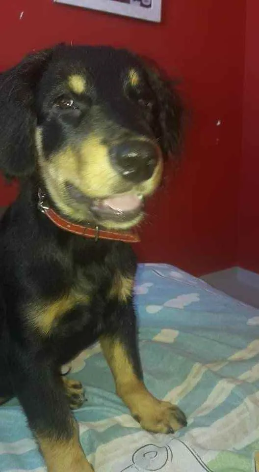 Cachorro ra a Mestico idade 7 a 11 meses nome Maylon