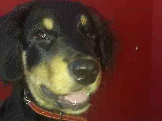 Cachorro ra a Mestico idade 7 a 11 meses nome Maylon