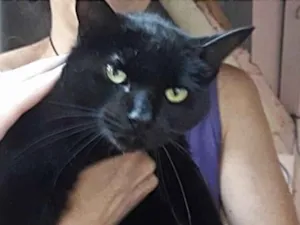 Gato raça Srd idade 1 ano nome Orfeu muito bonzinho