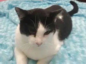 Gato raça Srd frajolinha  idade 1 ano nome Adam frajola lindo 