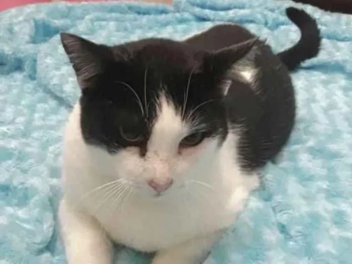 Gato ra a Srd frajolinha  idade 1 ano nome Adam frajola lindo