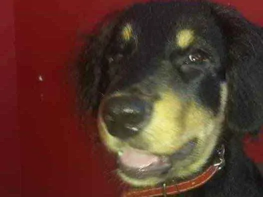 Cachorro ra a Mestico idade 7 a 11 meses nome Maylon