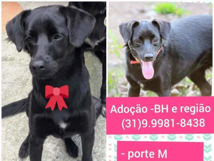Cachorro raça SRD idade 3 anos nome Princesa