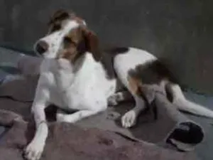 Cachorro raça Mix beagle idade 1 ano nome Zeca
