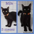 Milk