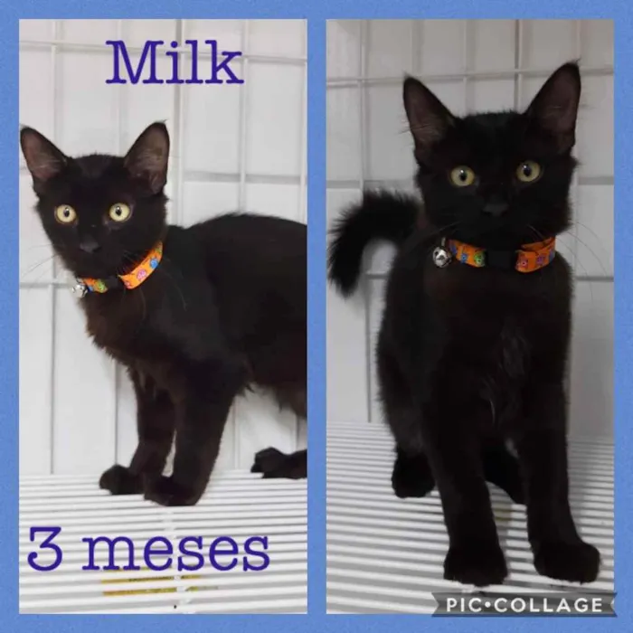 Gato ra a Srd idade 2 a 6 meses nome Milk
