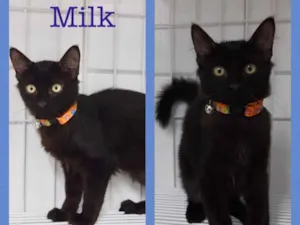 Gato raça Srd idade 2 a 6 meses nome Milk