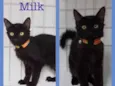 Milk